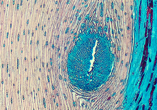 彩色組織切片 -TrueChrome HDMI 相機(jī)