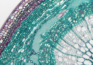 明場(chǎng)細(xì)胞成像