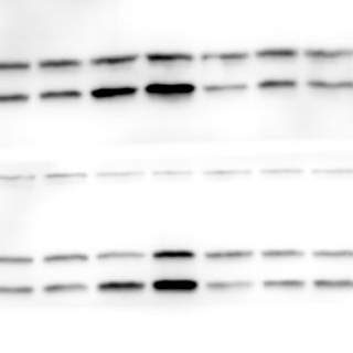 化學(xué)發(fā)光